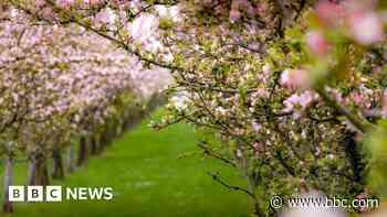 Preservation order given to trees on bus route