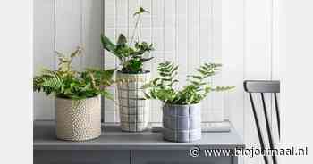 Intratuin introduceert groot assortiment biologische kamerplanten op 'Biotafels'