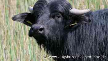 Arbeiten im Langenauer Ried gestartet: Bald soll es hier Wasserbüffel geben