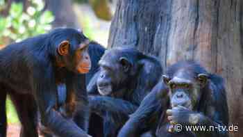 Ticken Menschen ähnlich?: Pinkeln ist unter Schimpansen ansteckend