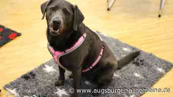 Eine Hündin für die Uniklinik: Mit ihren fünf Jahren ist Labrador Laika die jüngste Mitarbeiterin