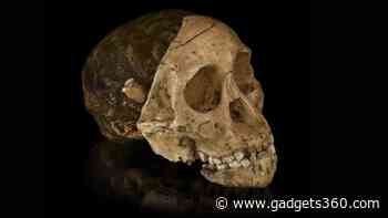 Early Human Ancestors Had Plant-Based Diets, Research Suggests