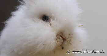 Tierheim Bamberg: Zierlicher "Snowman" hat spezielle Eigenart