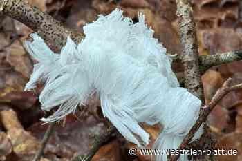 „Haareis“: Wie Zuckerwatte an toten Ästen