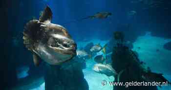 Eenzame maanvis mist publiek en krijgt gezelschap van kartonnen mensvormige maatjes