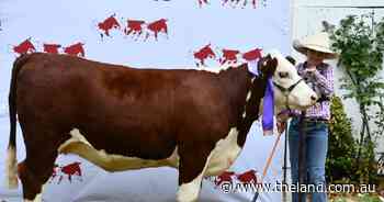 Borrowed heifer from Walcha stud sweeps the field at Herefords' Youth Camp