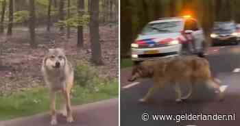 Groen licht om probleemwolf met ‘paintballkogels’ te beschieten? ‘Er zijn genoeg alternatieven’
