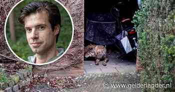 Wolvenkenner over aangereden wolf in schuurtje: ‘Het is geen huisdier dat je zomaar even kunt aaien’