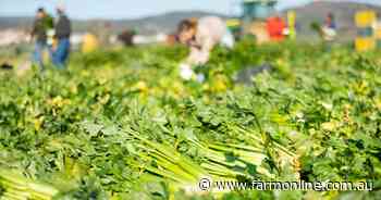 Hands for hire: Can the US's 'illegal aliens' soothe our farm labour woes?