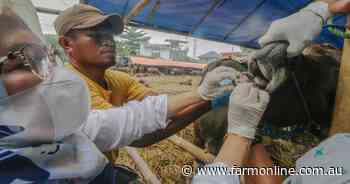 Fresh wave of foot and mouth disease in Indo sparks big vaccine release