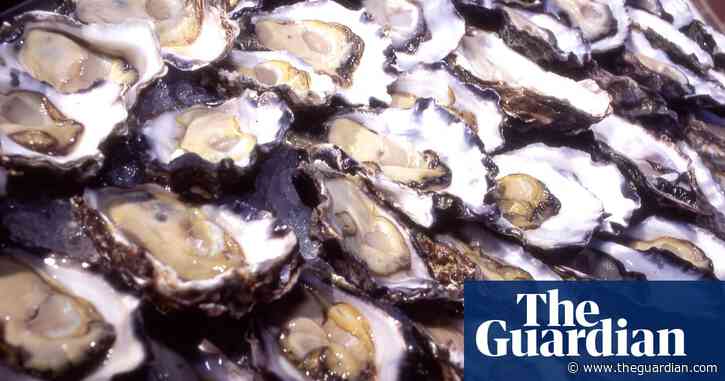 Australian oysters’ blood could hold key to fighting drug-resistant superbugs, researchers find