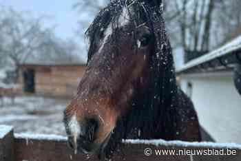 In Engeland trok hij koetsen voort, nu geniet paard Barny van een welverdiend pensioen in Gent: “Hij heeft heel graag aaitjes”