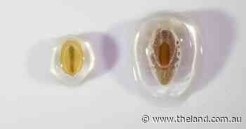 Native seeds help unlock better gluten-free bread options