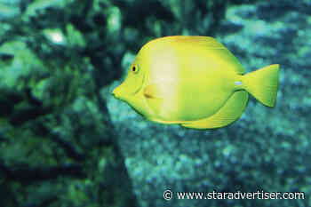 Oahu man faces federal charges for allegedly smuggling fish