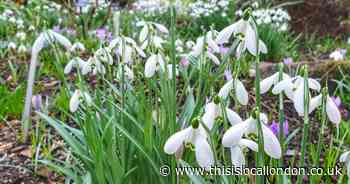 Snowdrop lovers set to descend on historic house for annual sale