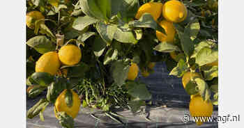 "Over een maand zullen de citroenprijzen stijgen"