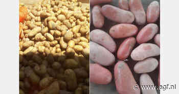 Groter Egyptisch aardappelareaal compenseert lagere opbrengsten