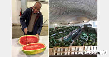 Marokkaanse watermeloentelers uitgedaagd door teeltbeperkingen