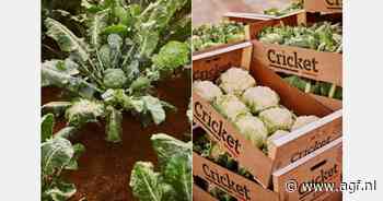"Vraag naar bloemkool overstijgt aanbod, geen tekorten"