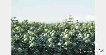 "Toekomst van spruitensector onder druk door regelgeving"