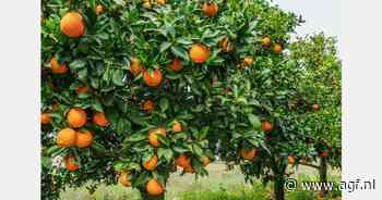 Spaanse telers onder druk door goedkope Egyptische sinaasappelen