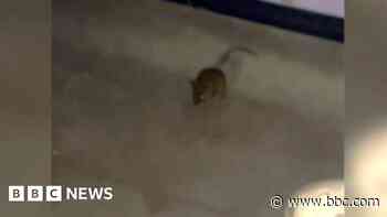 'Mice run round everywhere in my hospital ward'