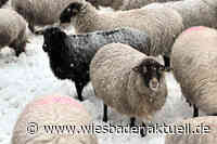 Fasanerie ergreift Schutzmaßnahmen gegen Maul- und Klauenseuche