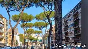 TVA a largo Gregorio VII, la rabbia dei residenti: "Chiediamo rispetto per i nostri pini"