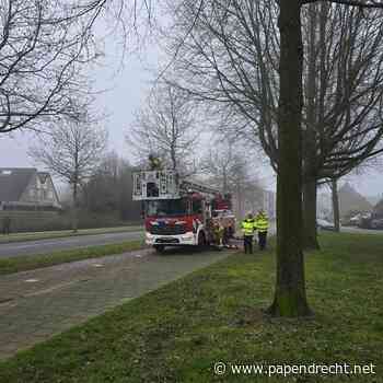 Brandweer opgeroepen voor poes in boom bij De Knotwilg