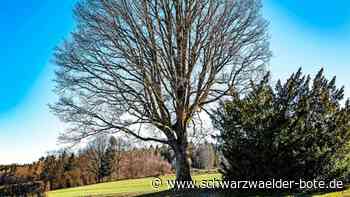 Vorfall in Schömberg: Jäger beobachtet Explosion nahe der Schillereiche