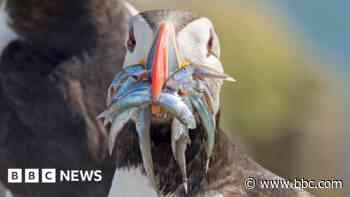 Brexit fishing row heads for trade court showdown