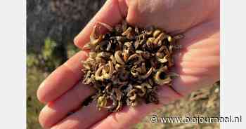 Studiemiddag over uitgangsmateriaal in de biologische sierteelt