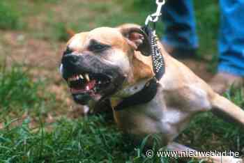 Sint-Truiden gaat dieren onmiddellijk in beslag nemen bij bijtincident: nieuwe maatregelen na zoveelste aanval