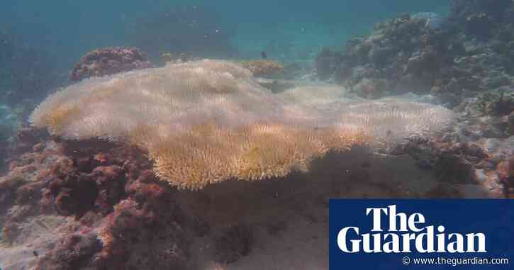 ‘Catastrophic’: Great Barrier Reef hit by its most widespread coral bleaching, study finds