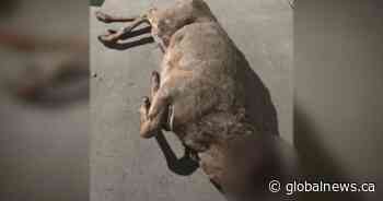 Headless deer dumped in Calgary prompts poaching investigation