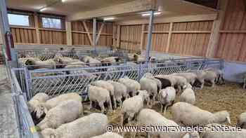 Moderne Tierhaltung in Gechingen: Im neuen Schafstall wird jetzt eifrig geblökt