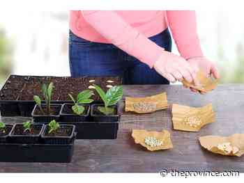 How to choose which seeds to grow in your garden