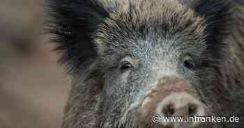 Forchheim: Afrikanische Schweinepest auf dem Vormarsch - "Vorbereitung auf den Ernstfall"