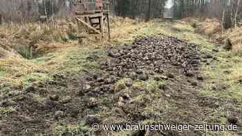 Gifhorner Kreisjägermeister stinksauer: „Riesengroße Sauerei“