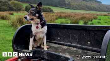 Dog has face rebuilt after hit-and-run