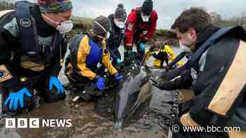 Stranded dolphin rescued from Cornish river