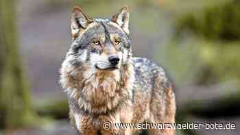 Es ist still geworden: Streift der Wolf noch durch die Wälder im Kreis Calw?