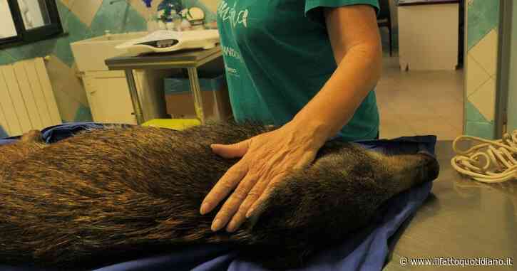 Altri animali, il sorprendente documentario di Guido Votano su due supereroi veterinari