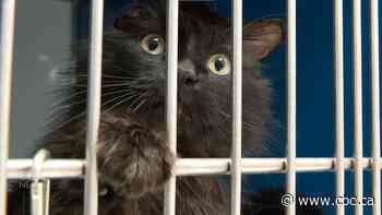 Animal rescue group shutting down Edmonton location, shifting operations to Calgary