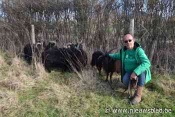 Schapen onderhouden braakliggende terreinen: “Het zijn zeer sterke dieren die je niet extra mag voederen”