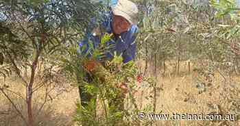 Going beyond carbon with Ugg boot owner backing on farm diversity project