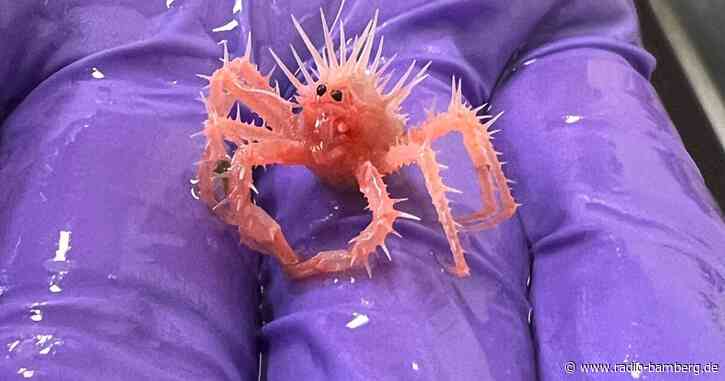 Baby-Königskrabbe ist Internethit