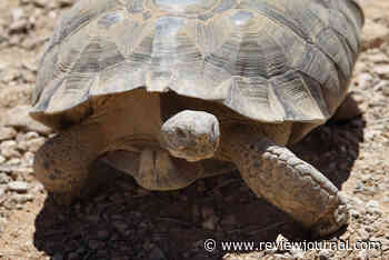 What’s Nevada’s state bird? Metal? Reptile? Test your knowledge.