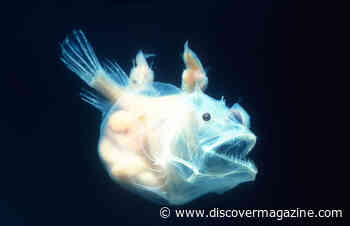 A Strange, Deep Sea Love Story: Anglerfish Fuse Together to Mate for Life