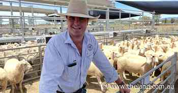 Export lamb market keen to keep 2024 momentum if the season remains kind